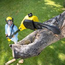 Best Lawn Maintenance Plans  in Tioga, TX