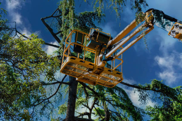 Best Hazardous Tree Removal  in Tioga, TX
