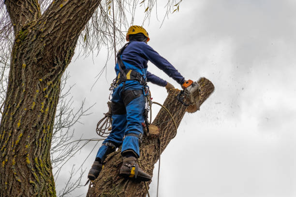 How Our Tree Care Process Works  in  Tioga, TX