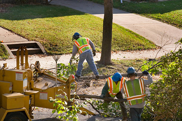 How Our Tree Care Process Works  in  Tioga, TX